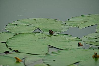 《龙之信条2》帧率无上限目标30帧 可能没有性能模式